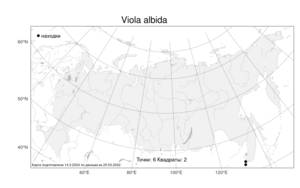 Viola albida, Фиалка беловатая Palib., Атлас флоры России (FLORUS) (Россия)