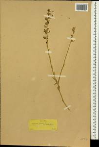 Delphinium peregrinum L., Зарубежная Азия (ASIA) (Турция)