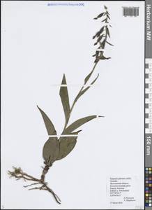 Дремлик болотный (L.) Crantz, Восточная Европа, Центральный лесной район (E5) (Россия)