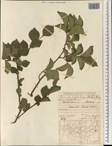 Ulmus davidiana var. japonica (Rehder) Nakai, Монголия (MONG) (Монголия)