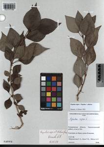Populus nigra × sibirica, Сибирь, Алтай и Саяны (S2) (Россия)