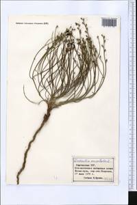 Додарция восточная L., Средняя Азия и Казахстан, Северный и Центральный Тянь-Шань (M4) (Киргизия)