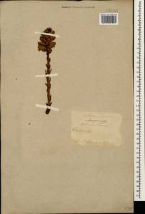 Заразиха, Кавказ, Армения (K5) (Армения)