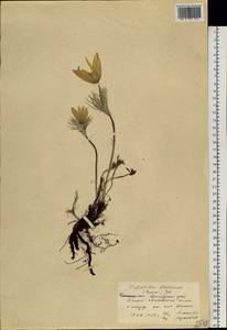 Прострел желтеющий (Zucc.) Zāmelis, Сибирь, Центральная Сибирь (S3) (Россия)