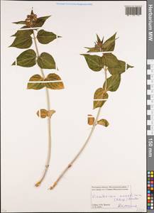 Vincetoxicum fuscatum subsp. fuscatum, Восточная Европа, Ростовская область (E12a) (Россия)