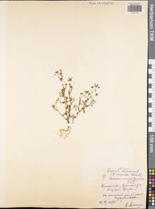 Chaenorhinum minus subsp. minus, Восточная Европа, Центральный район (E4) (Россия)