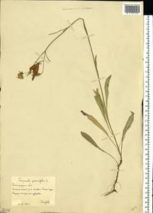 Колокольчик персиколистный L., Восточная Европа, Нижневолжский район (E9) (Россия)