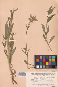 Смолевка обыкновенная, Хлопушка (Moench) Garcke, Восточная Европа, Восточный район (E10) (Россия)