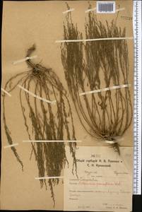 Полынь малоцветковая Weber, Средняя Азия и Казахстан, Северный и Центральный Казахстан (M10) (Казахстан)