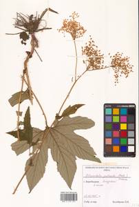 Filipendula digitata (Willd.) Bergmans, Сибирь, Дальний Восток (S6) (Россия)