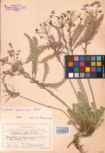 Молочай Сегье Neck., Восточная Европа, Молдавия (E13a) (Молдавия)