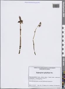 Надбородник безлистный Sw., Сибирь, Западная Сибирь (S1) (Россия)