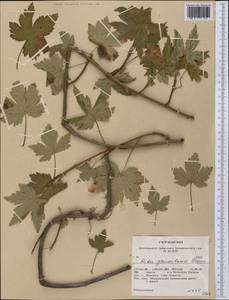 Ribes glandulosum Grauer, Америка (AMER) (США)