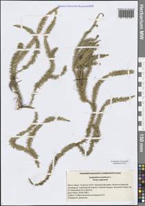 Spinulum annotinum subsp. annotinum, Восточная Европа, Средневолжский район (E8) (Россия)