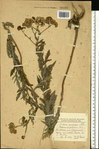 Jacobaea erucifolia subsp. grandidentata (Ledeb.) V. V. Fateryga & Fateryga, Восточная Европа, Северо-Украинский район (E11) (Украина)