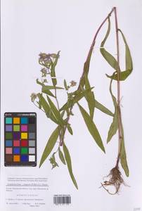 Symphyotrichum ×salignum (Willd.) G. L. Nesom, Восточная Европа, Московская область и Москва (E4a) (Россия)