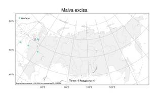 Malva excisa, Просвирник вырезанный Rchb., Атлас флоры России (FLORUS) (Россия)