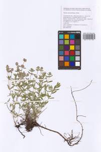 Thymus pannonicus All., Восточная Европа, Средневолжский район (E8) (Россия)