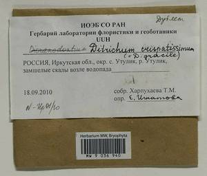 Flexitrichum gracile (Mitt.) Ignatov & Fedosov, Гербарий мохообразных, Мхи - Прибайкалье и Забайкалье (B18) (Россия)