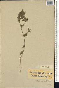 Psoralea imbricata (L.f.)T.M.Salter, Африка (AFR) (ЮАР)