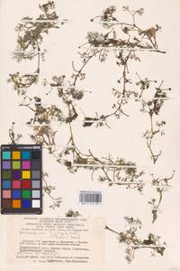 Лютик волосолистный, Шелковник волосолистный Chaix, Восточная Европа, Литва (E2a) (Литва)