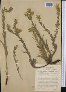 Onosma helvetica Boiss., Западная Европа (EUR) (Италия)