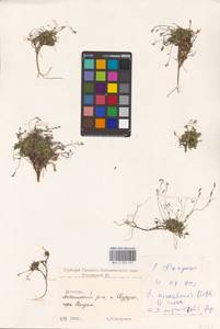 Крупка, Кавказ, Дагестан (K2) (Россия)