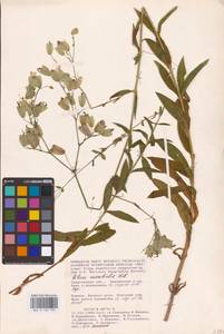 Смолевка обыкновенная, Хлопушка (Moench) Garcke, Восточная Европа, Нижневолжский район (E9) (Россия)