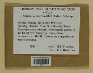 Dicranella heteromalla (Hedw.) Schimp., Гербарий мохообразных, Мхи - Новгородская и Псковская области (B5) (Россия)