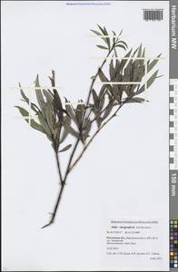 Ива Виноградова A. K. Skvortsov, Восточная Европа, Ростовская область (E12a) (Россия)