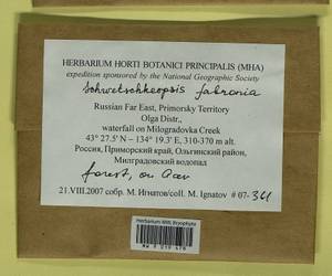 Schwetschkeopsis fabronia (Schwägr.) Broth., Гербарий мохообразных, Мхи - Дальний Восток (без Чукотки и Камчатки) (B20) (Россия)