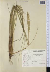 Calamagrostis arenaria (L.) Roth, Западная Европа (EUR) (Дания)