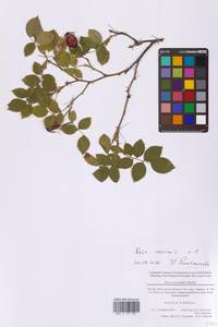 Шиповник собачий, Роза собачья L., Восточная Европа, Московская область и Москва (E4a) (Россия)