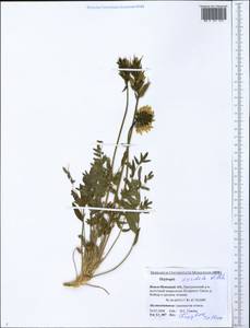 Остролодочник грязноватый (Willd.) Pers., Сибирь, Западная Сибирь (S1) (Россия)