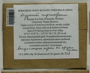 Hypnum cupressiforme Hedw., Гербарий мохообразных, Мхи - Дальний Восток (без Чукотки и Камчатки) (B20) (Россия)