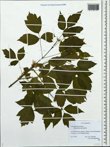 Клен ясенелистный, Клен американский L., Восточная Европа, Средневолжский район (E8) (Россия)