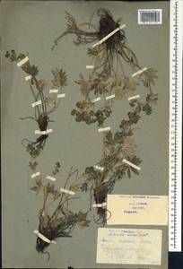 Манжетка шелковая Willd., Кавказ, Грузия (K4) (Грузия)
