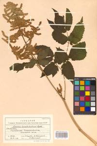 Волжанка двудомная (Walter) Fernald, Сибирь, Чукотка и Камчатка (S7) (Россия)
