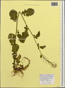 Cardamine raphanifolia subsp. acris (Griseb.) O.E. Schulz, Кавказ, Краснодарский край и Адыгея (K1a) (Россия)
