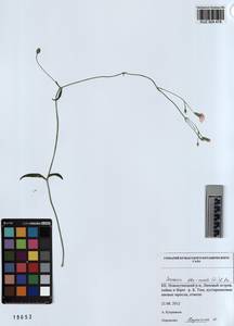 KUZ 004 478, Горицвет кукушкин, кукушкин цвет, Сибирь, Алтай и Саяны (S2) (Россия)