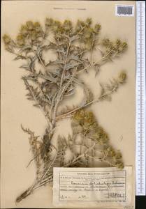 Cousinia dolicholepis Schrenk, Средняя Азия и Казахстан, Муюнкумы, Прибалхашье и Бетпак-Дала (M9) (Казахстан)