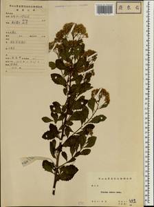Pluchea indica (L.) Less., Зарубежная Азия (ASIA) (КНР)