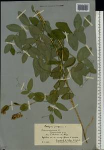 Чина гороховидная L., Восточная Европа, Нижневолжский район (E9) (Россия)