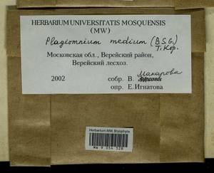 Plagiomnium medium (Bruch & Schimp.) T.J. Kop., Гербарий мохообразных, Мхи - Москва и Московская область (B6a) (Россия)