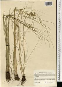 Ситник орхонский Novikov, Монголия (MONG) (Монголия)