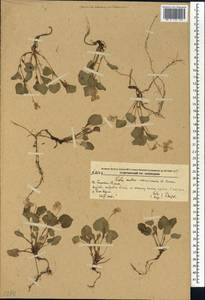 Viola acuminata var. austroussuriensis (W. Becker) Kitag., Сибирь, Дальний Восток (S6) (Россия)