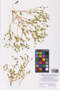 Лютик длиннолистный L., Восточная Европа, Нижневолжский район (E9) (Россия)