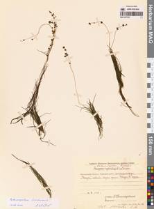 Штукения нитевидная, Рдест нитевидный (Pers.) Börner, Сибирь, Чукотка и Камчатка (S7) (Россия)