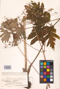 Heracleum sphondylium subsp. sibiricum (L.) Simonk., Восточная Европа, Западный район (E3) (Россия)