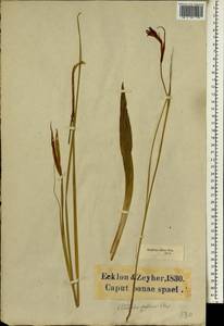 Gladiolus undulatus L., Африка (AFR) (ЮАР)